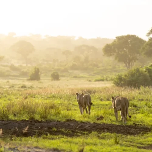 MissJones Group singita 8