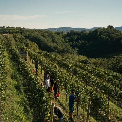 MissJones Group tasting 7