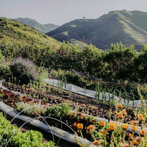 The farm at The Ranch Malibu, where they grow seasonal produce that is used in the dishes served on their retreats