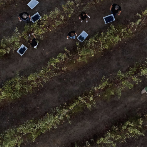 L'and Vineyards 6